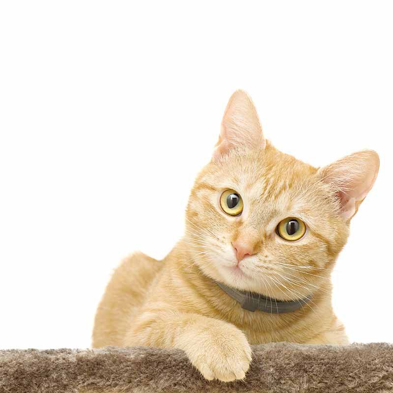 Stres ve Kaygı Yönetimi